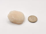 US Captain’s Call North Atlantic Scallops 10/20 1lbs